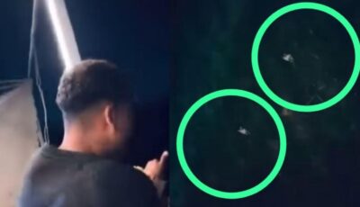 الداخلية تضبط 4 طلاب ألقوا قطة في النيل ونشروا الفيديو بهدف المزاح